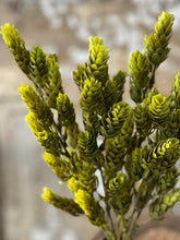 Hops Bush | Green
