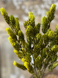 Hops Bush | Green