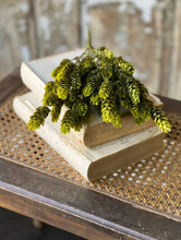 Hops Bush | Green