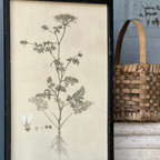 Headley Garden Botanical No. 2