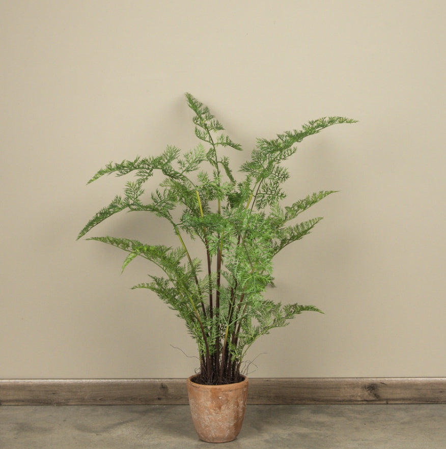 3.5' Potted Fern