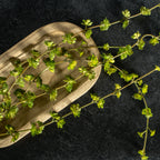 26" Trailing Succulent Vine