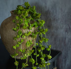 26" Trailing Succulent Vine