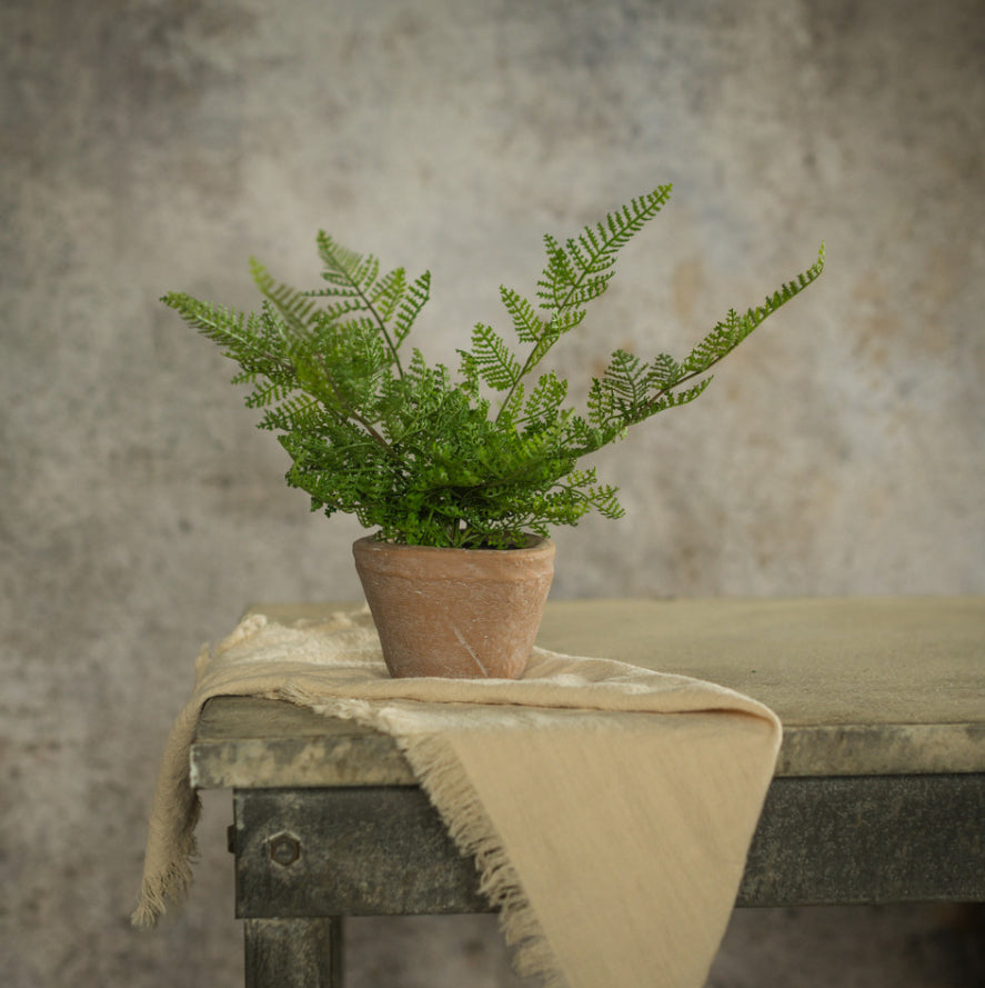 8" Potted Lace Fern