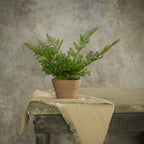 8" Potted Lace Fern