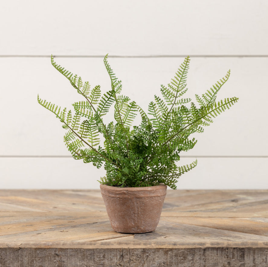 8" Potted Lace Fern