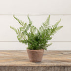 8" Potted Lace Fern