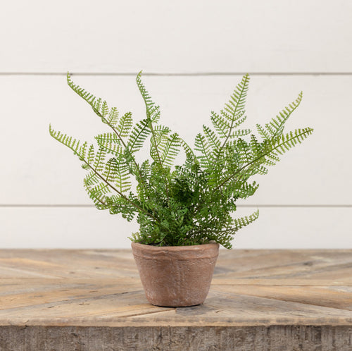 8" Potted Lace Fern