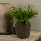 13" Grass Bush