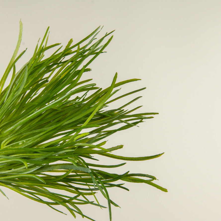 13" Grass Bush