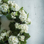 22" White Geranium Wreath