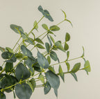 20" Dark Green Eucalyptus Bush
