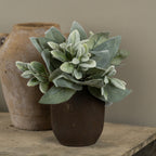 16" Lamb's Ear Bundle