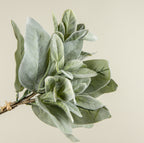 16" Lamb's Ear Bundle
