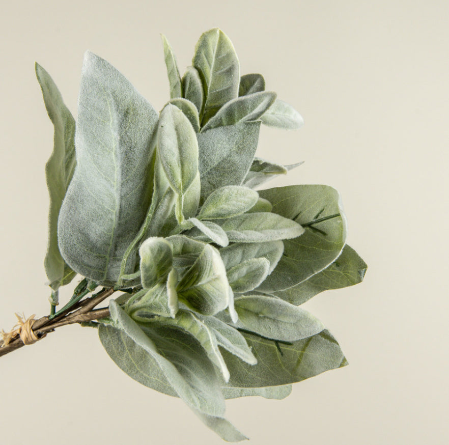 16" Lamb's Ear Bundle