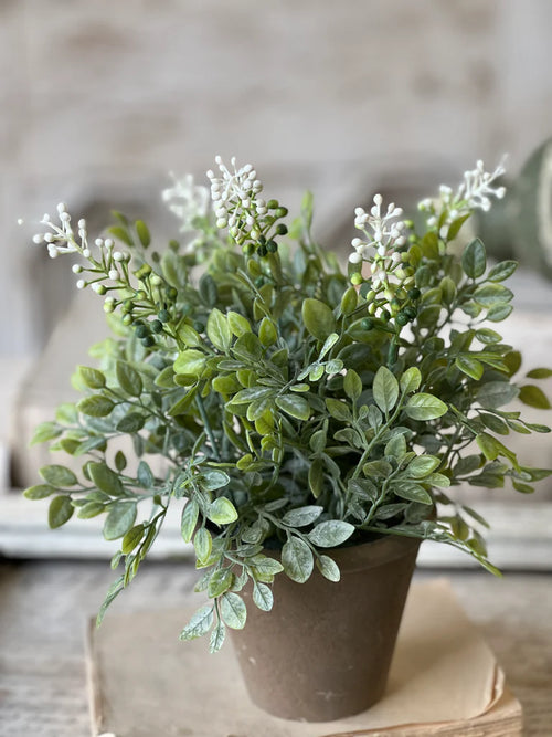 12" Cloister Berry Pot