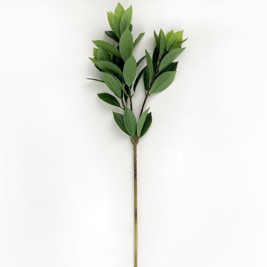 Bay Leaf Branch