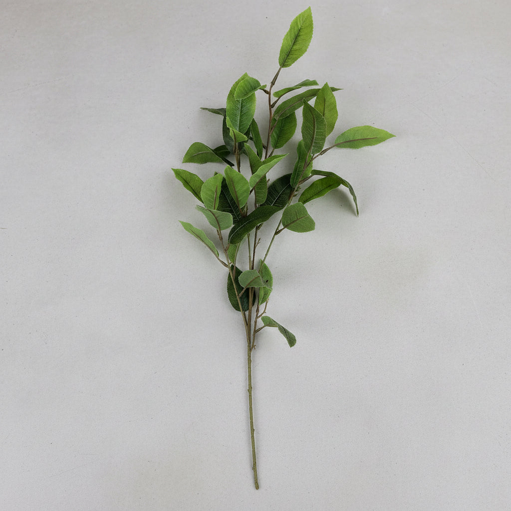 Osmanthus Stem