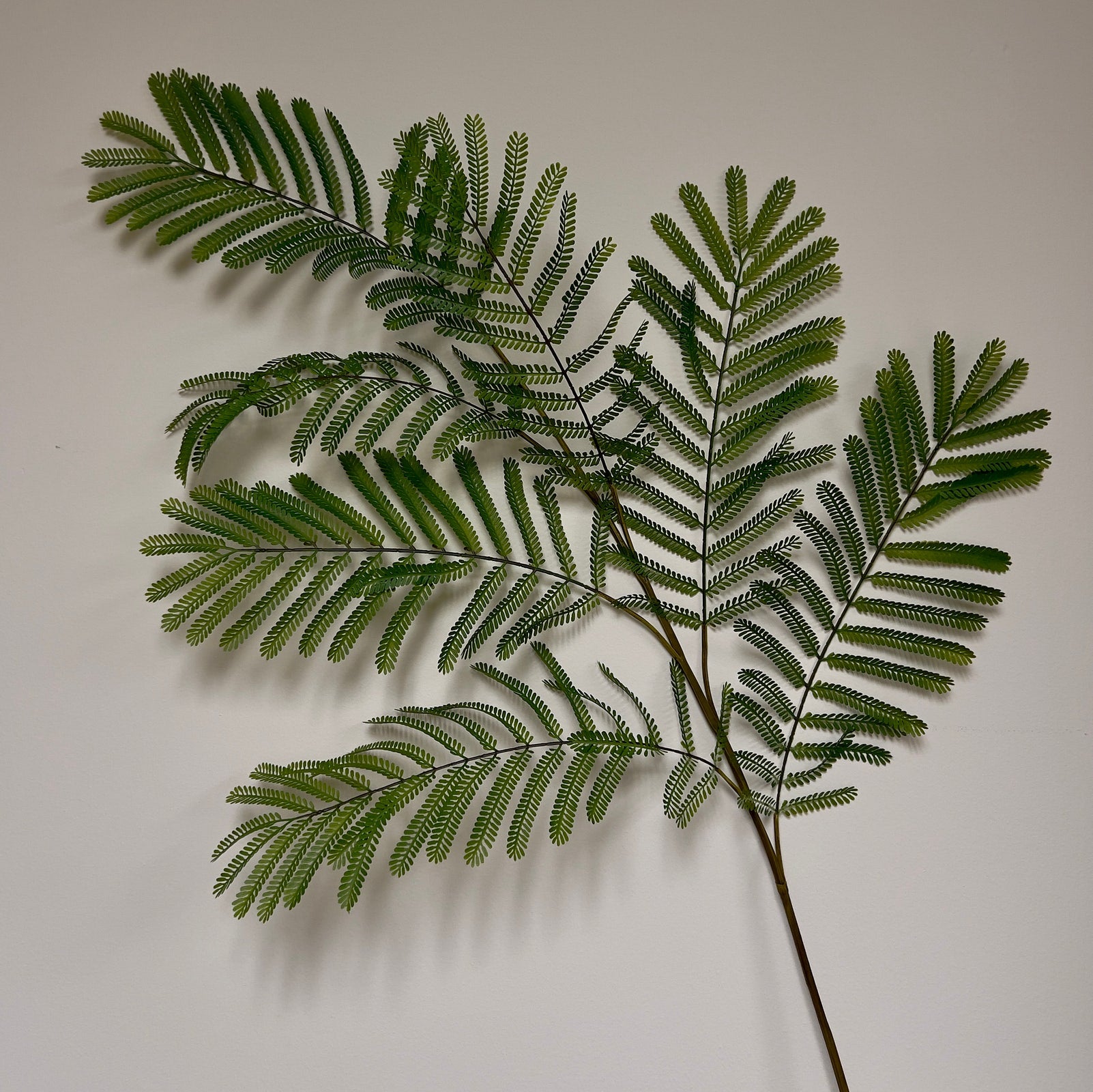 Mimosa Branch