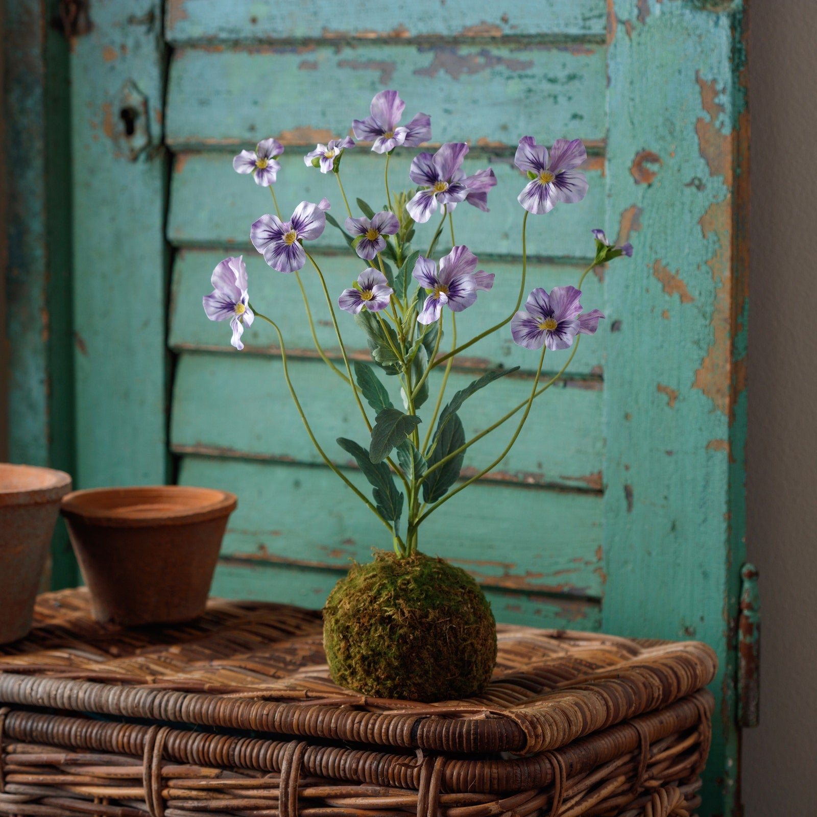 Viola Lavender In Moss Ball