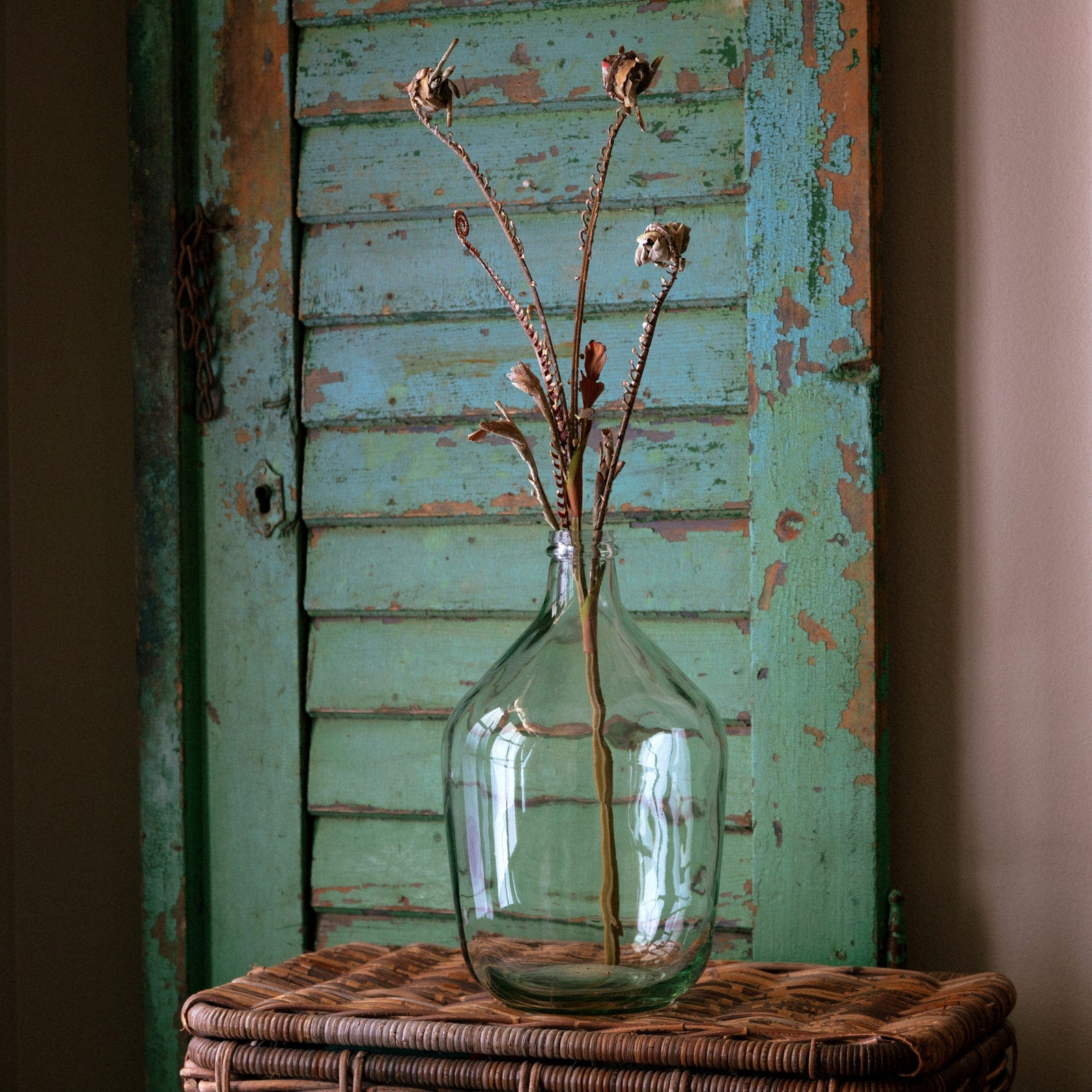 Brown Fiddle Fern Stem