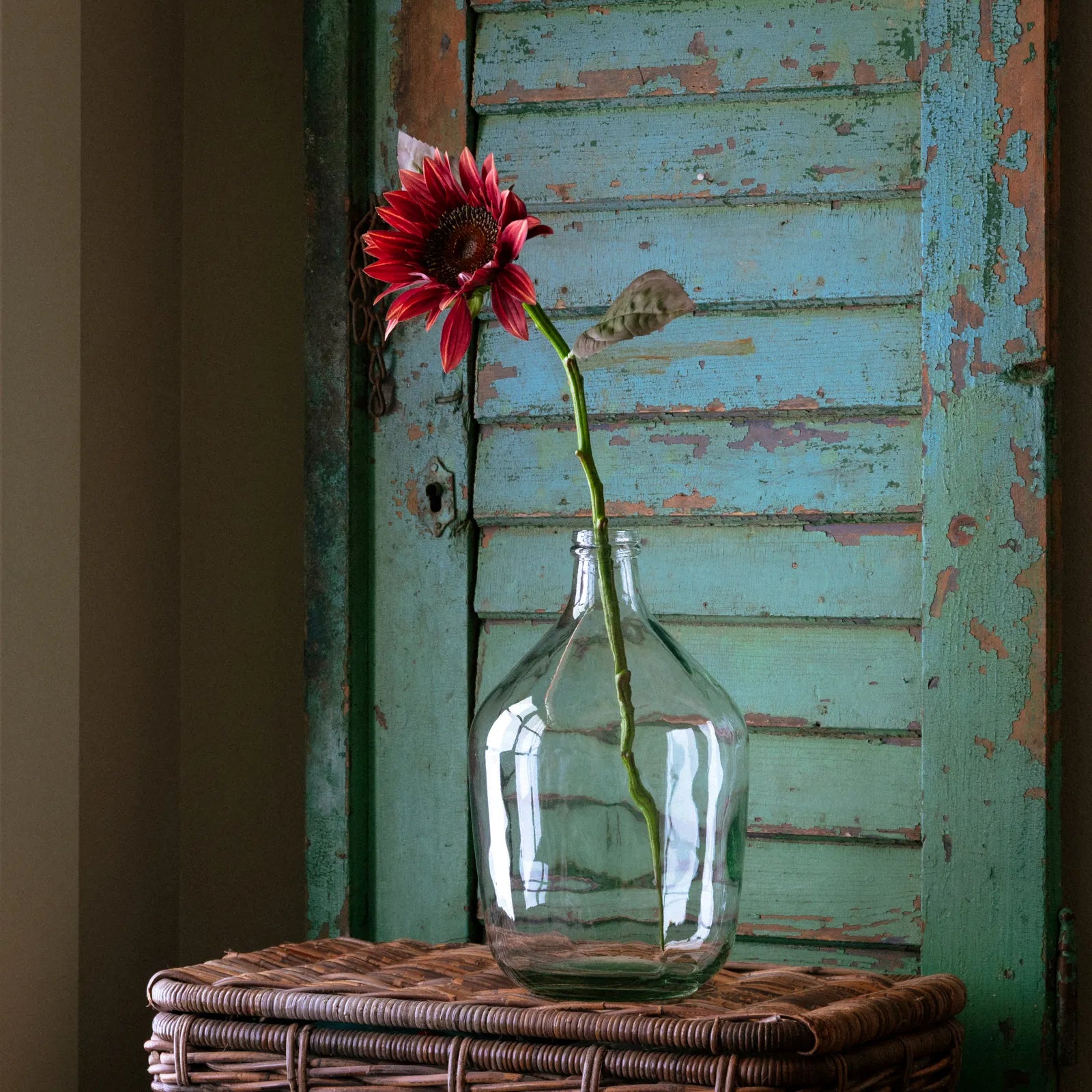 Cinnamon Sunflower Stem