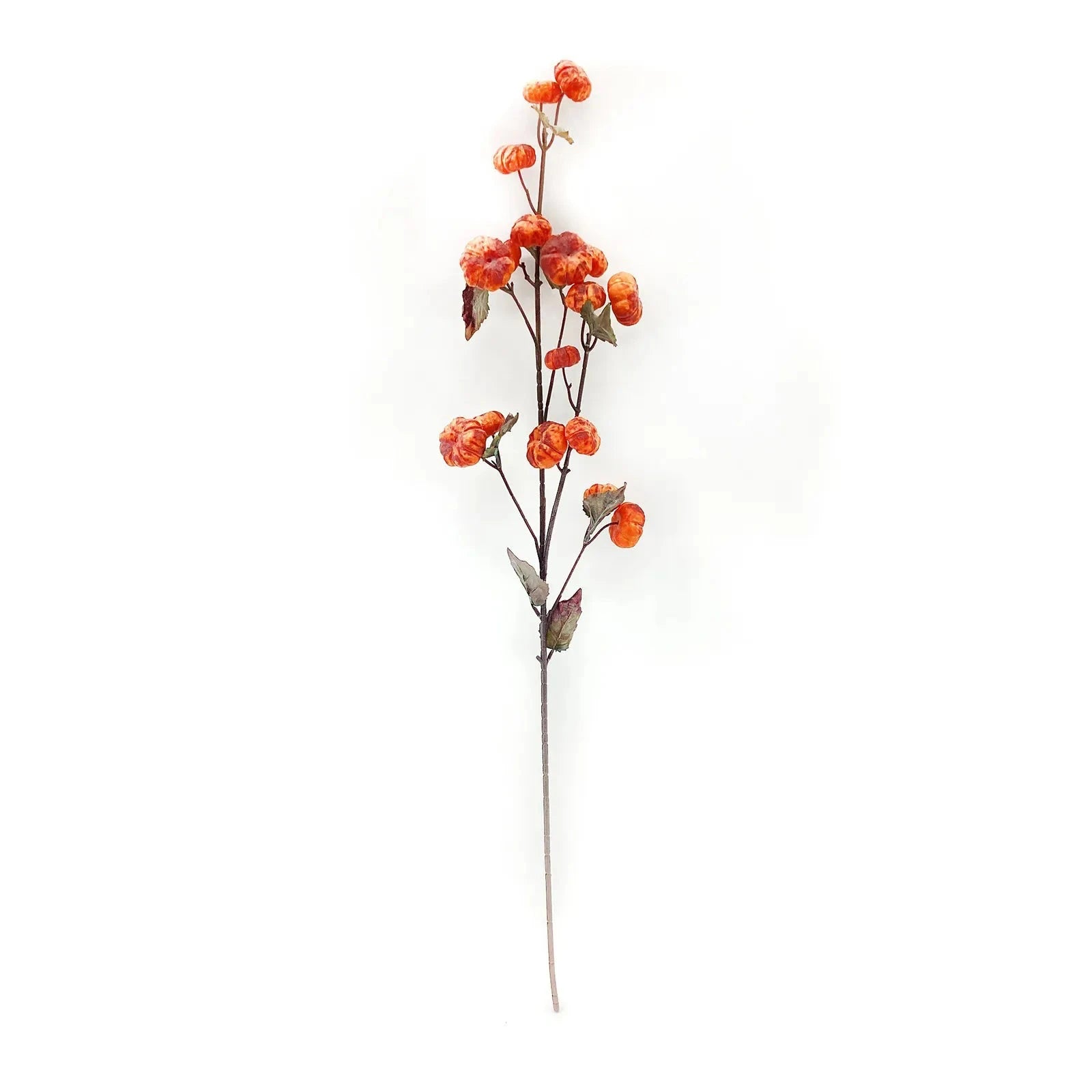 Dried Pumpkin Stem - Orange