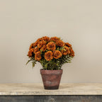 Potted Auburn Mums