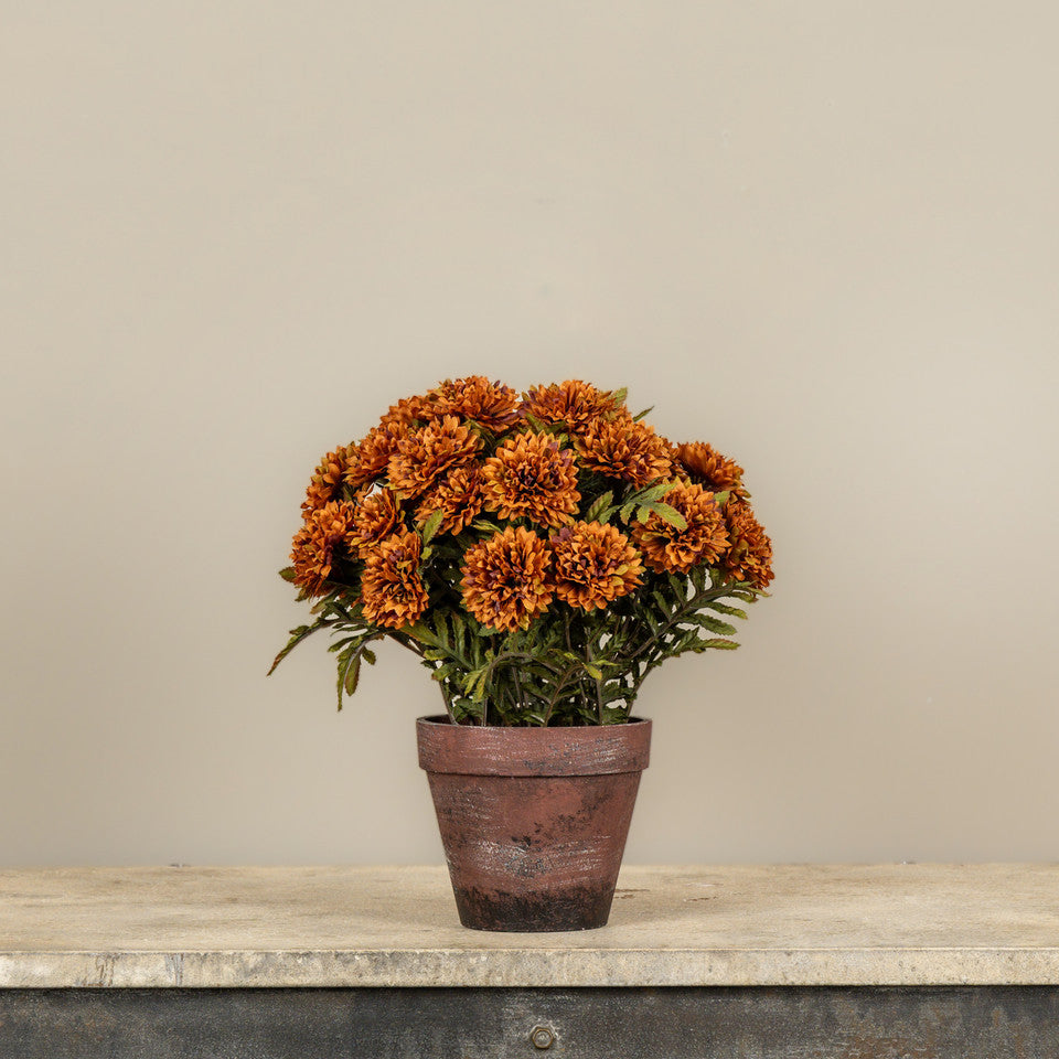 Potted Auburn Mums