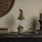 12" Potted Moss Witch's Hat
