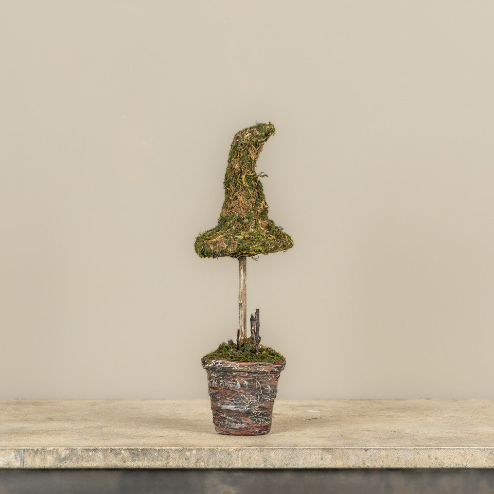 12" Potted Moss Witch's Hat