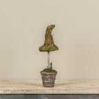 12" Potted Moss Witch's Hat