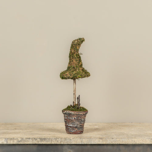 12" Potted Moss Witch's Hat