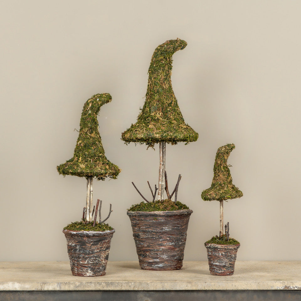 12" Potted Moss Witch's Hat