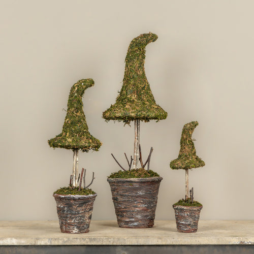 18" Potted Moss Witch's Hat