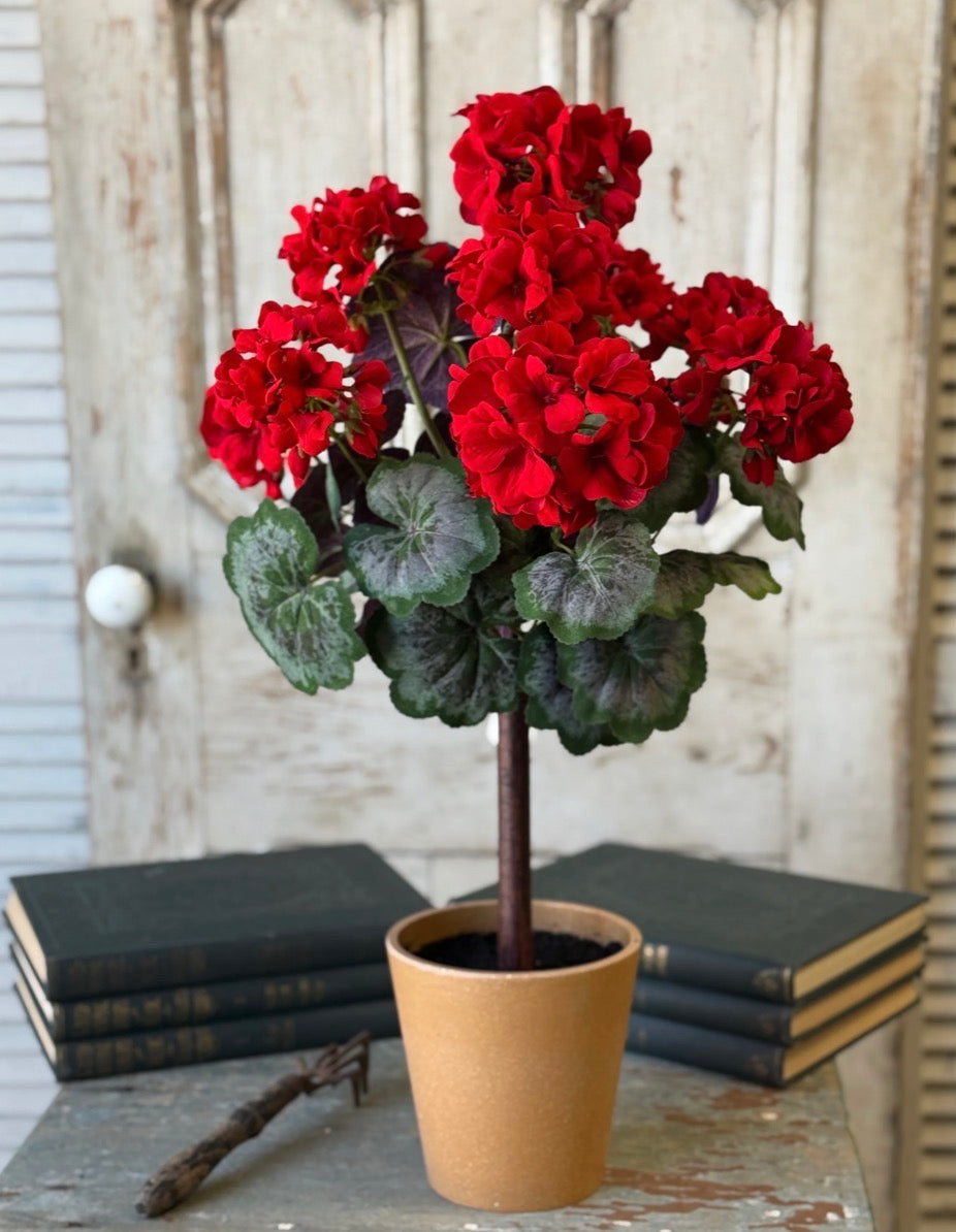 27" Jubilee Geranium Topiary
