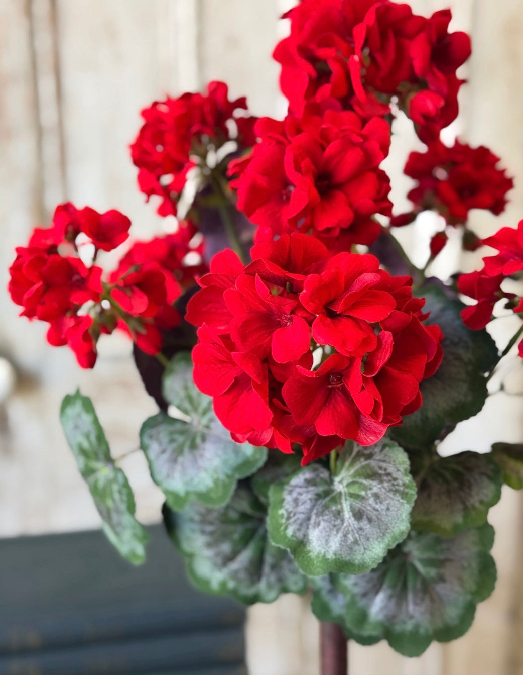 27" Jubilee Geranium Topiary
