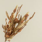 22" Brown Pod Spray