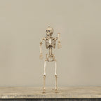 Poseable Skeleton