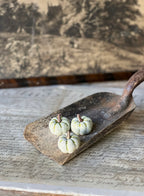 Copperfield Pumpkin - Green