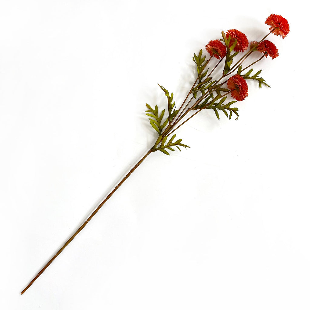 Aster Salmon