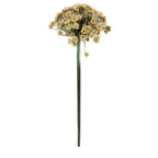 Ivory Daucus