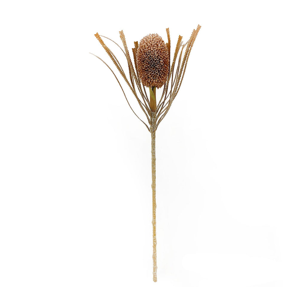 Banksia Protea Coffee