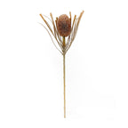 Banksia Protea Coffee