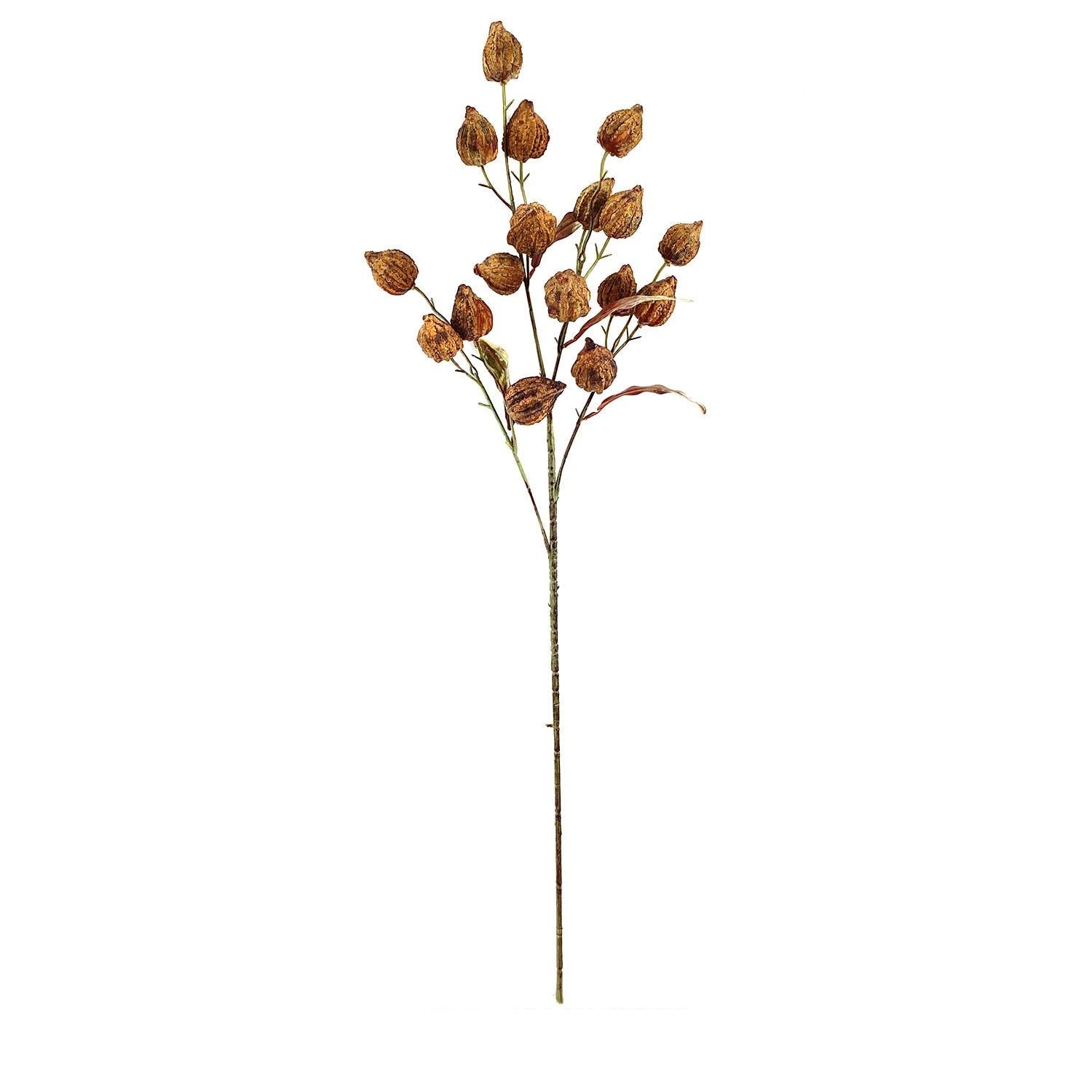 Chinese Lantern Stem - Brown