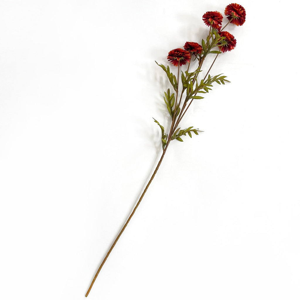 Aster Rust