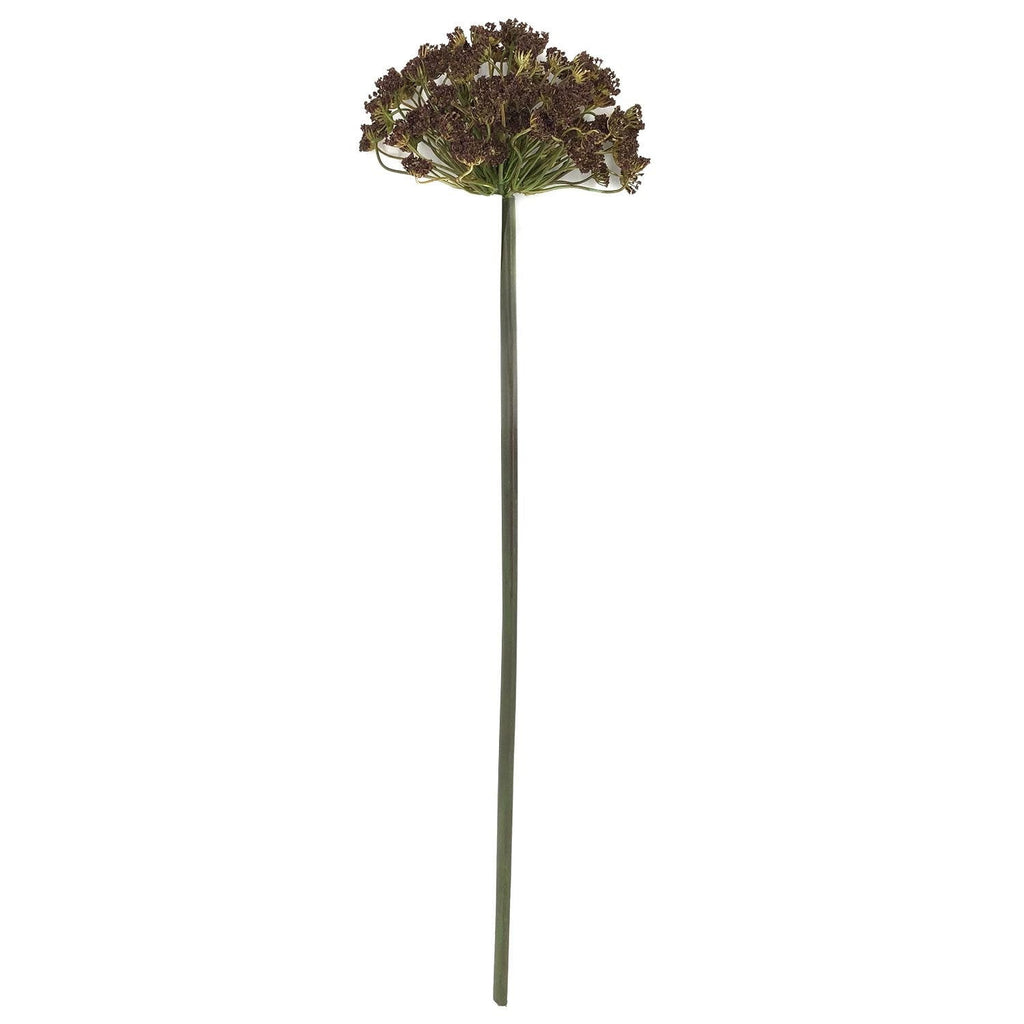 Brown Daucus