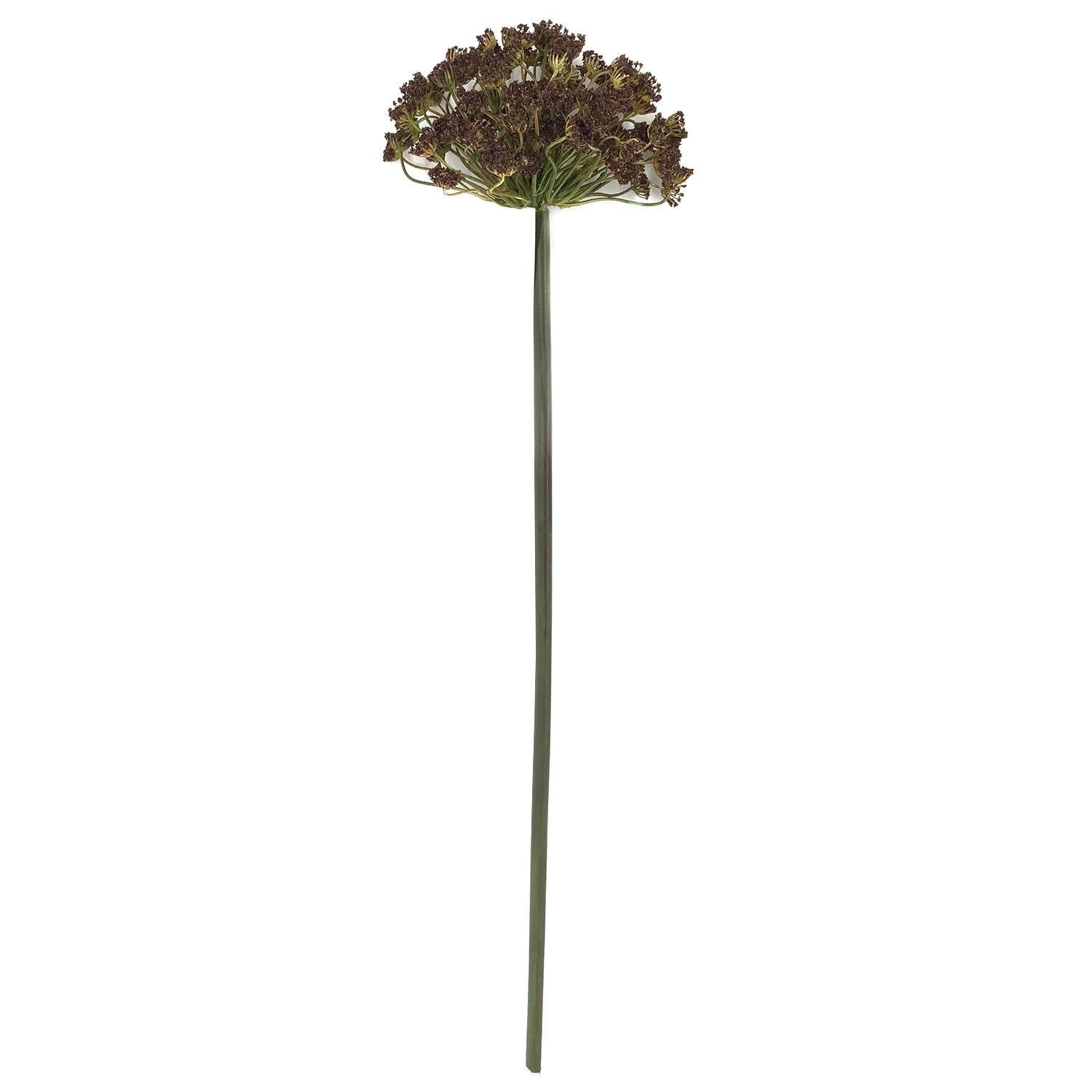 Brown Daucus