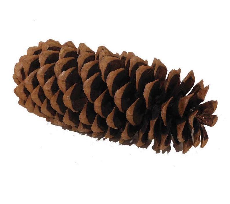 Large Sugar Cone