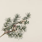 Imperial Pine w/ Berries Spray